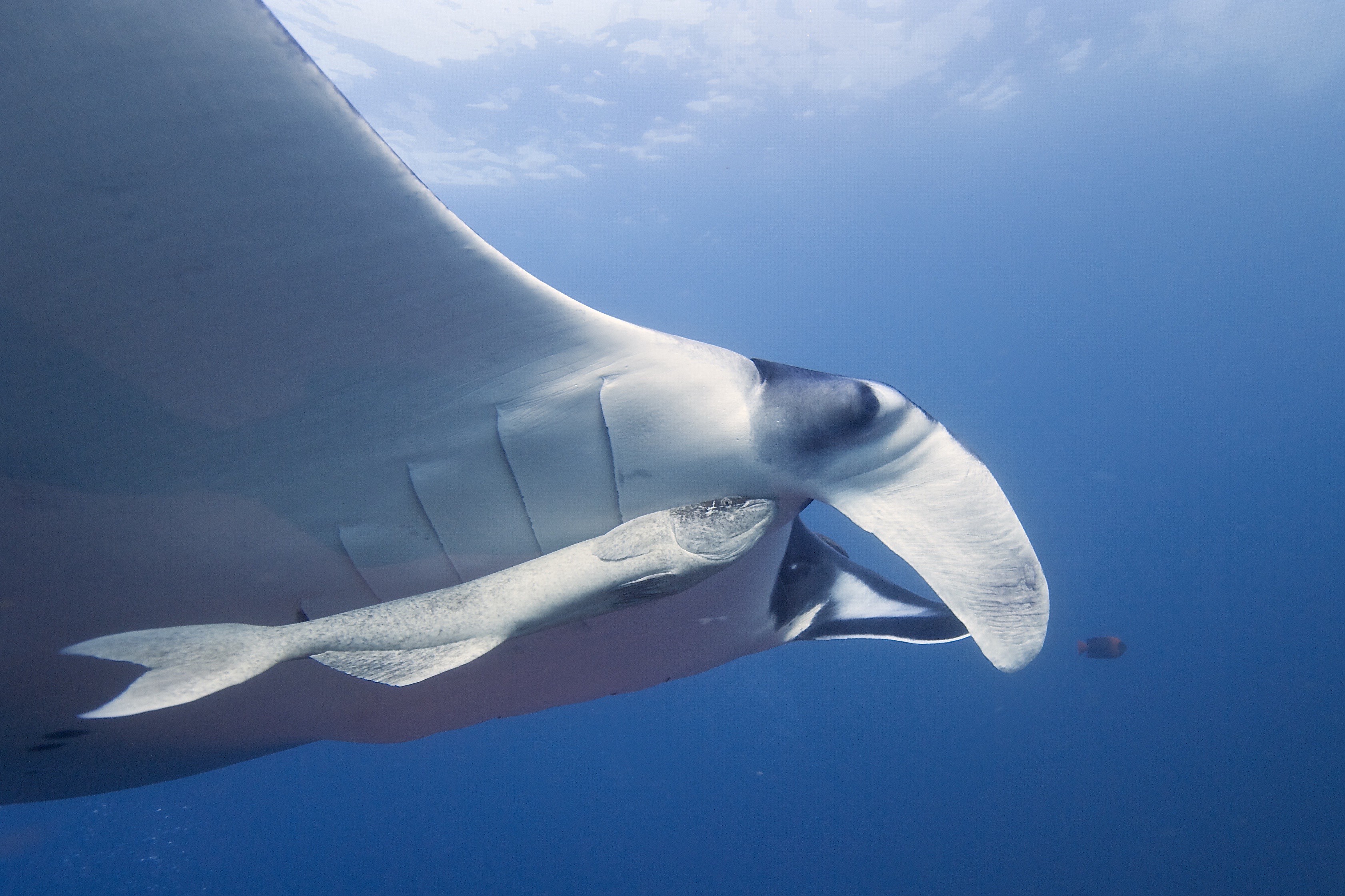 Giant manta online ray